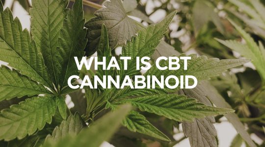 cbt cannabinoid