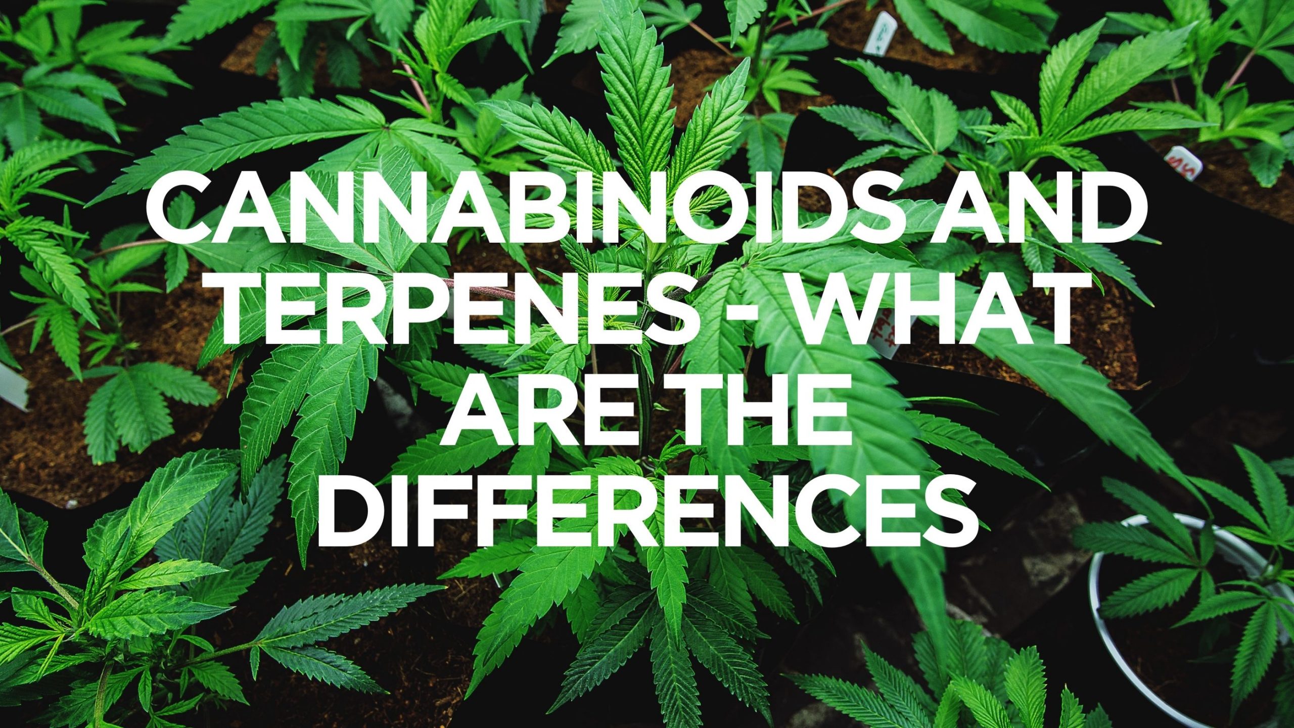 cannabinoids-and-terpenes-what-are-the-differences