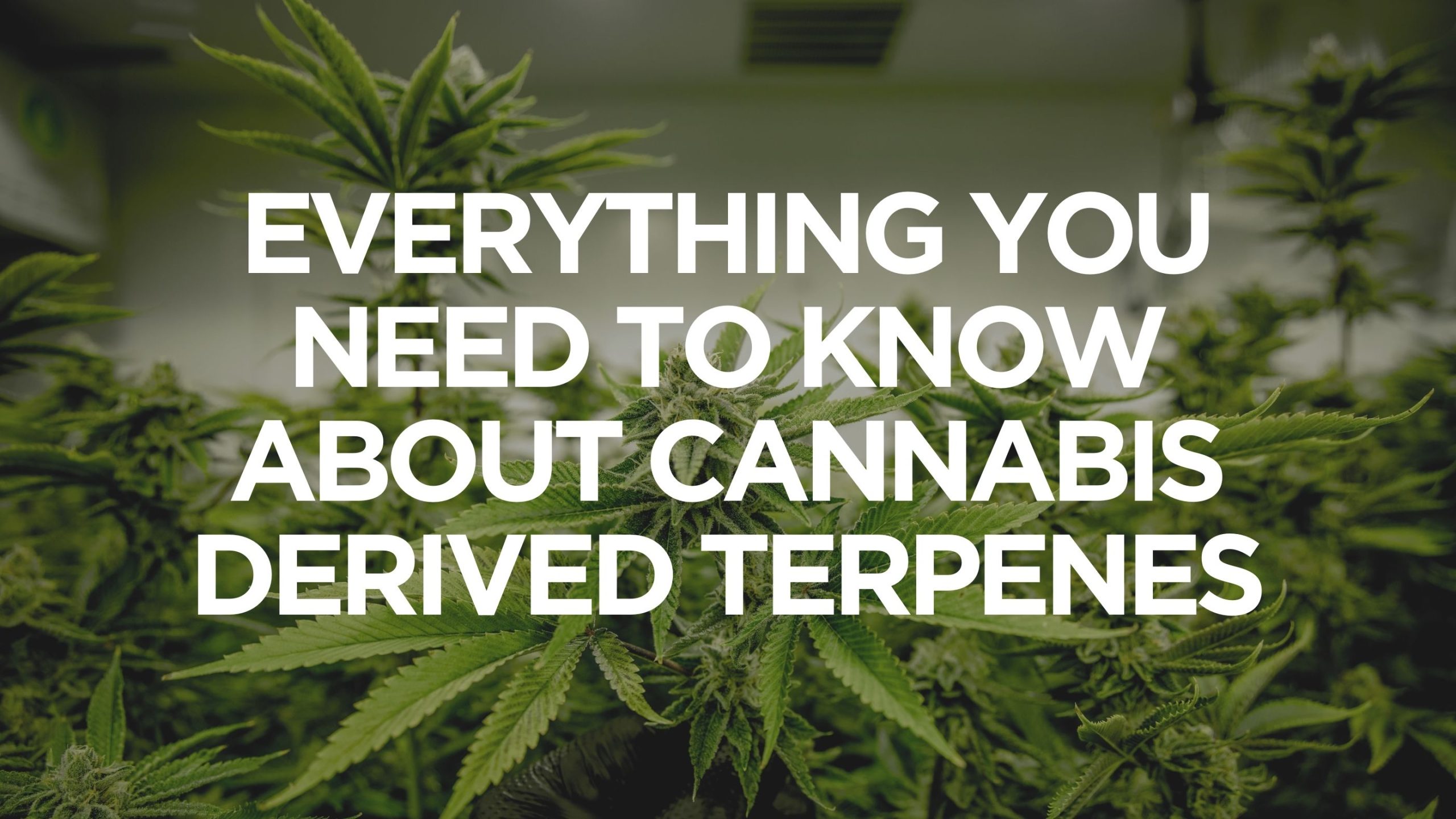 everything-you-need-to-know-about-cannabis-derived-terpenes
