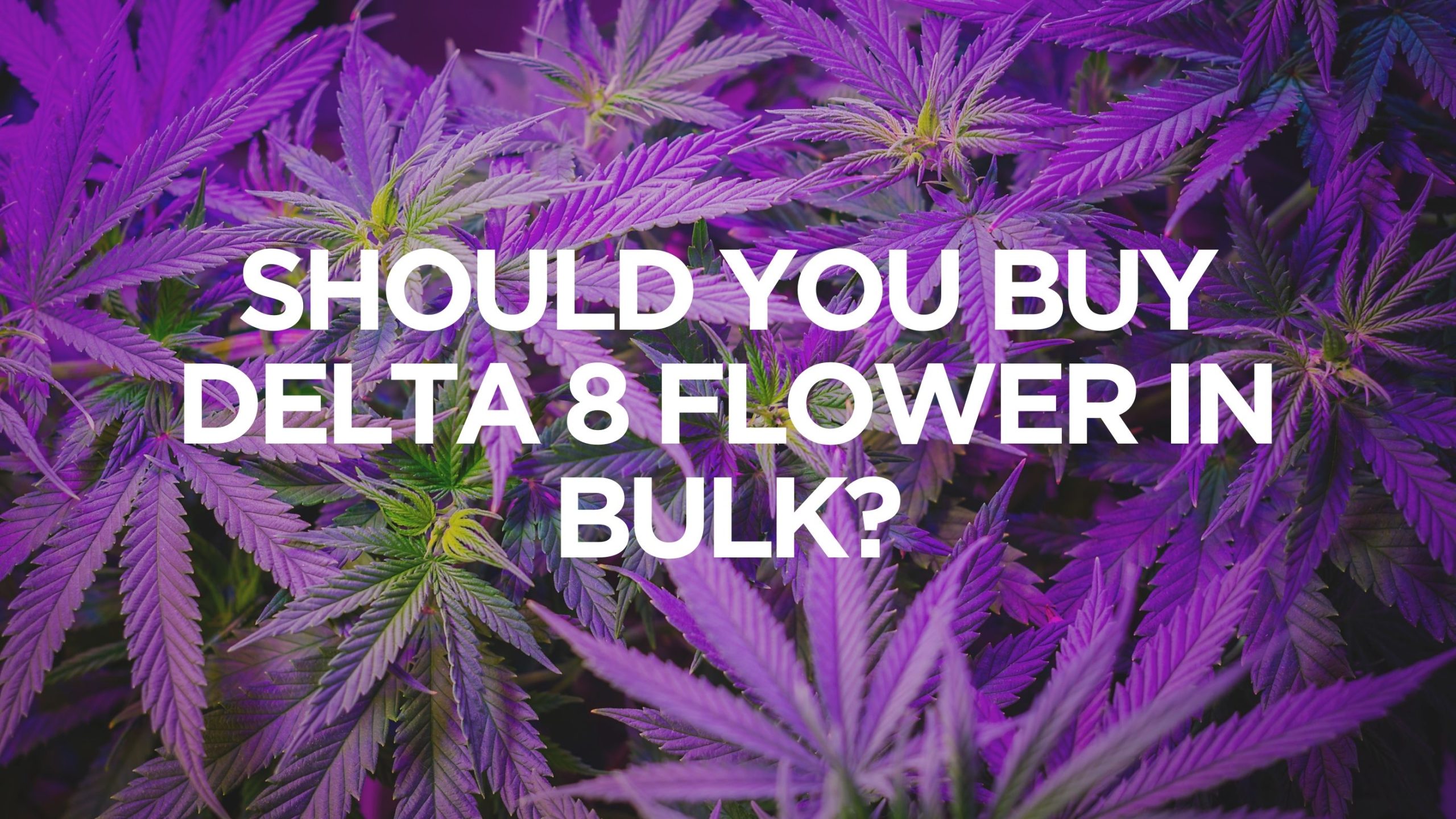 should-you-buy-delta-8-flower-in-bulk