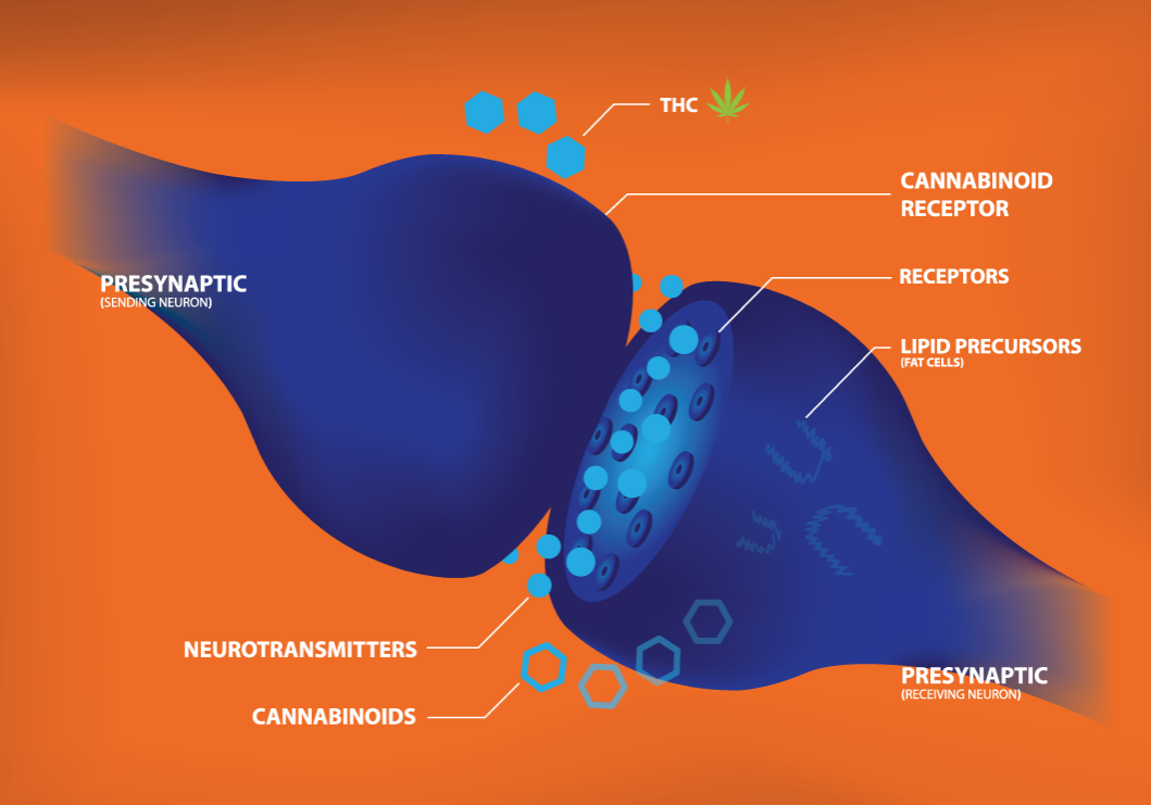 Endocannabinoid-System-[Converted]